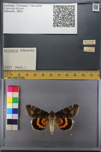 Media type: image;   Entomology 747798